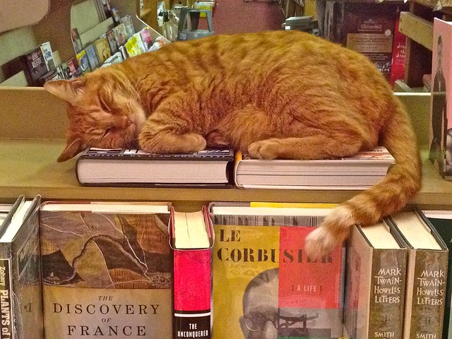Aardvark Bookstore Sleeping Cat
